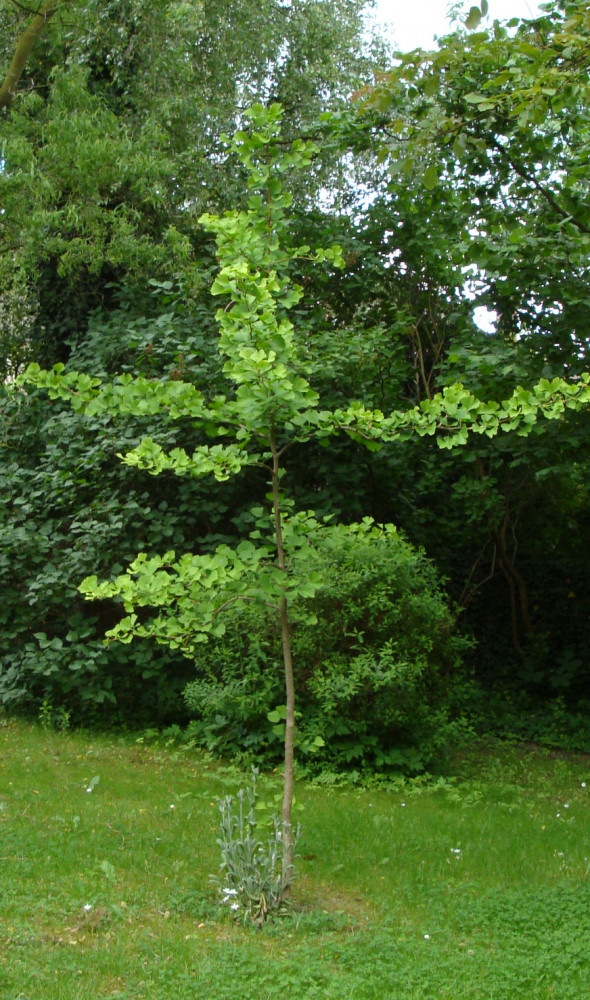 Baum Garten
 Baum Kleiner Garten kleine b ume im garten obi ratgeber