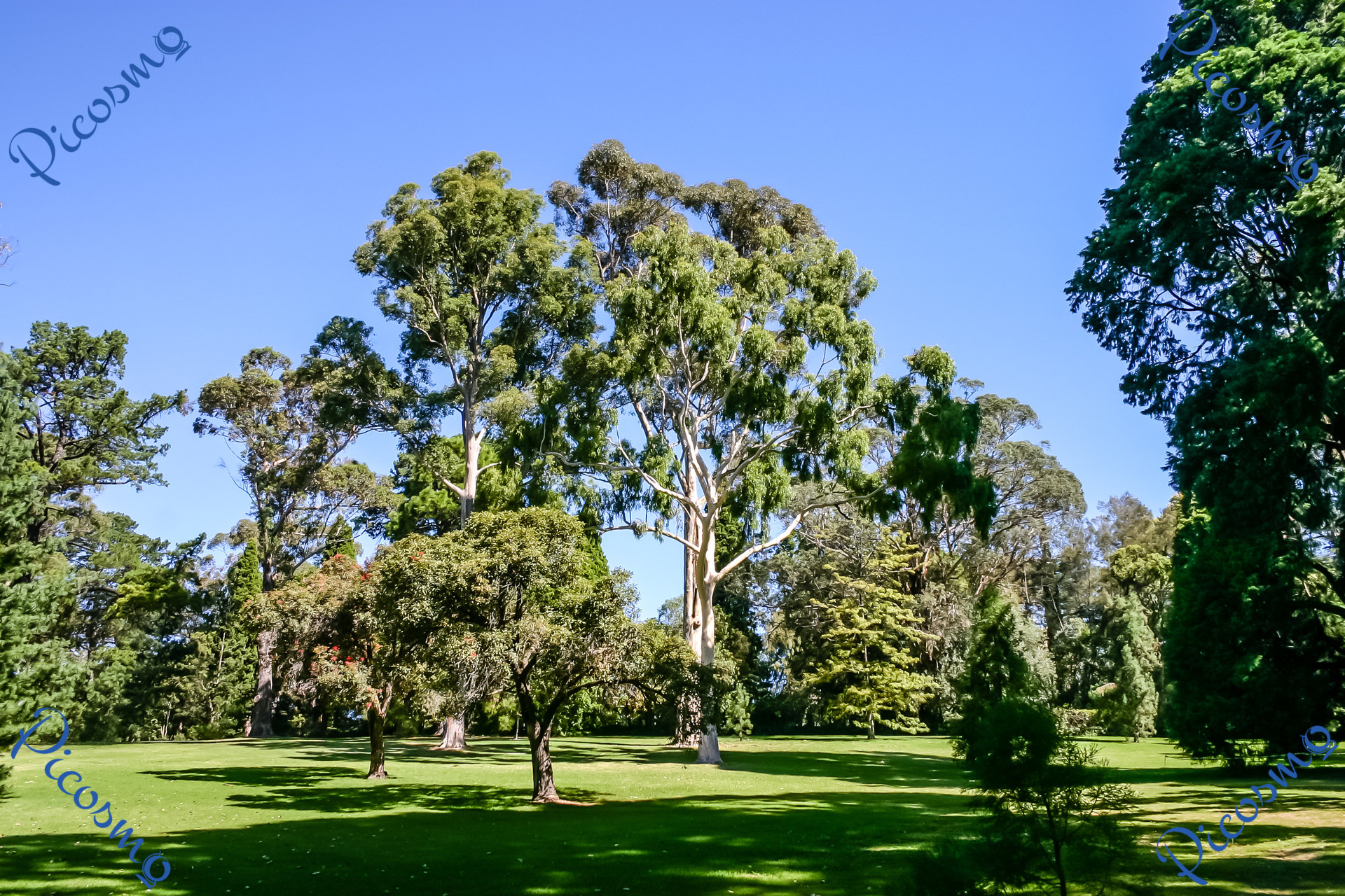 Baum Garten
 Wallart Sequoia in the botanical garden Melbourne