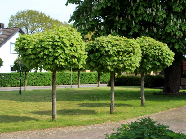 Baum Garten
 Kugelahorn Krankheiten Ahorn Baum im Garten