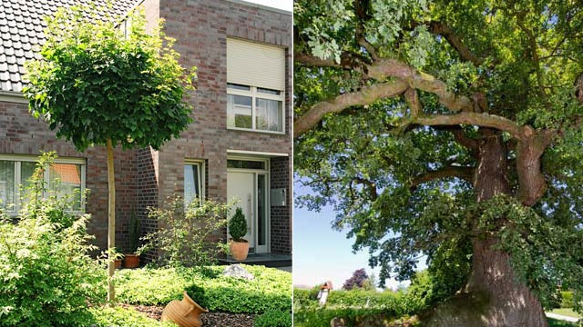 Baum Garten
 Bäume für jede Grundstücks und Gartengröße