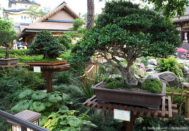 Baum Garten
 Garten Bonsai Baum pflanzen & pflegen Garten