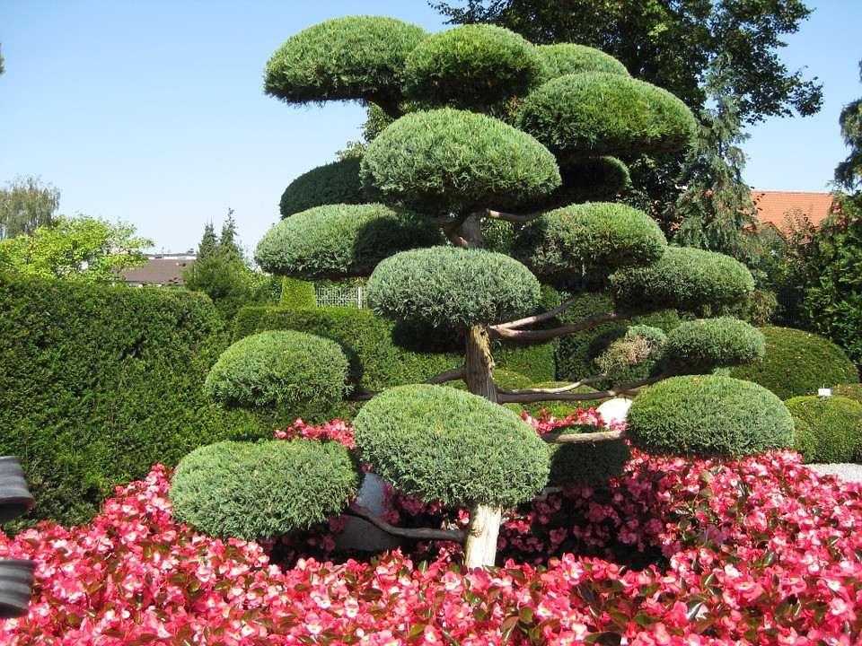 Baum Garten
 Kostenloses Foto Japanischer Garten Grün Baum