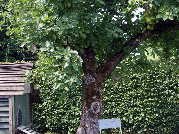 Baum Pflanzen Hochzeit
 Baum zur Geburt oder Hochzeit Revival einer Tradition