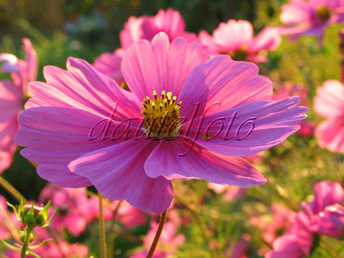 Blumen Garten
 Blumen im Sommer und Herbst Blumen Garten D014 1 Cosmos