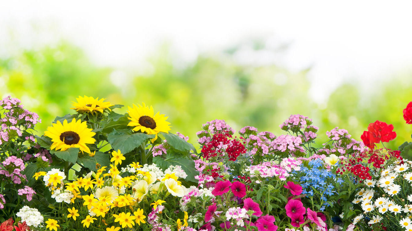 Blumen Garten
 Die beliebtesten Gartenblumen im Frühling Sommer Herbst