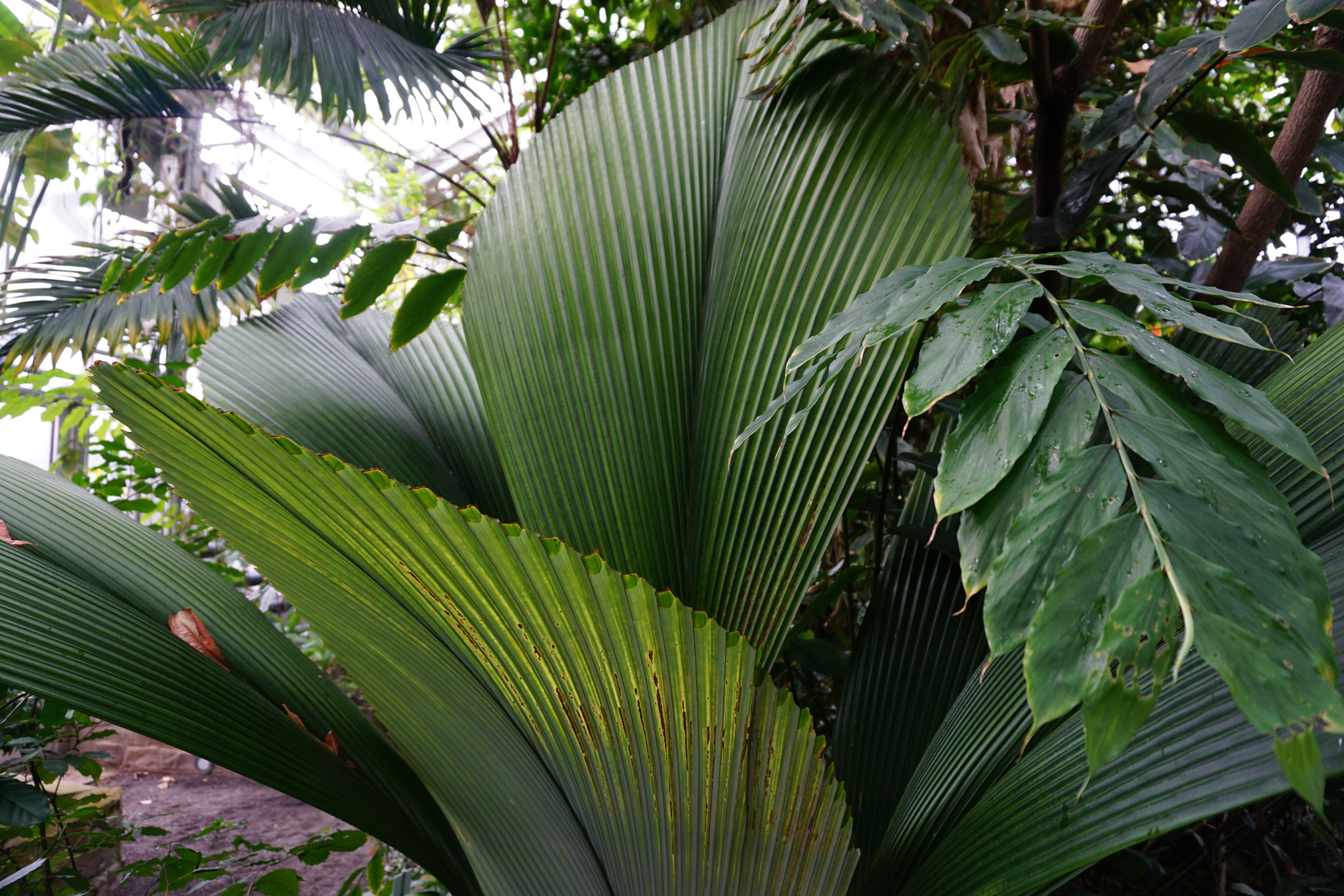 Botanischer Garten Bonn
 Botanischer Garten Bonn Stadtparks Bonn