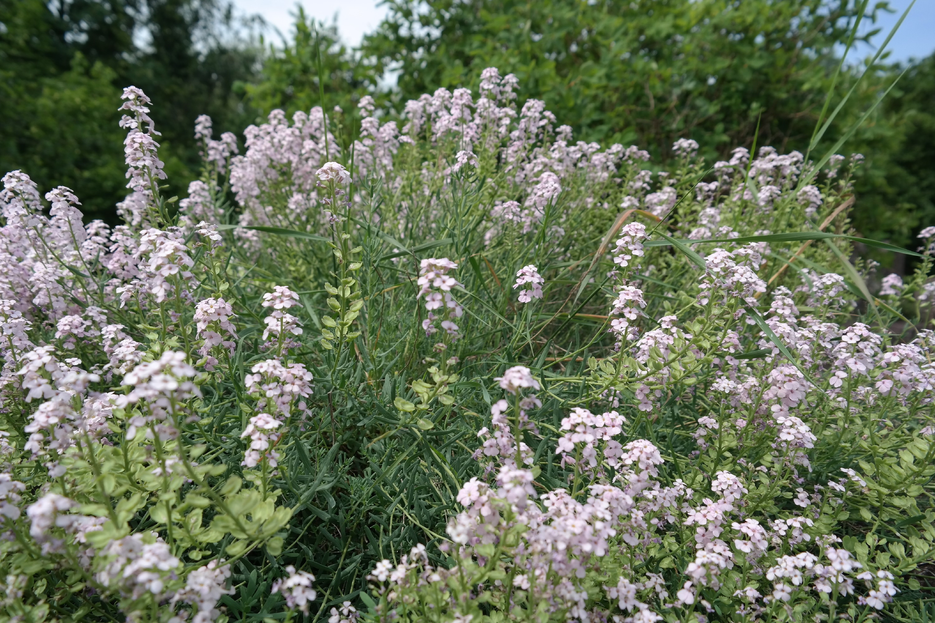 Botanischer Garten Dresden
 Botanischer Garten Dresden Florale Raritäten