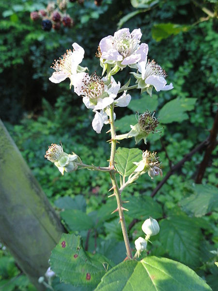 Botanischer Garten Frankfurt
 File Rubus bifrons Botanischer Garten Frankfurt am Main