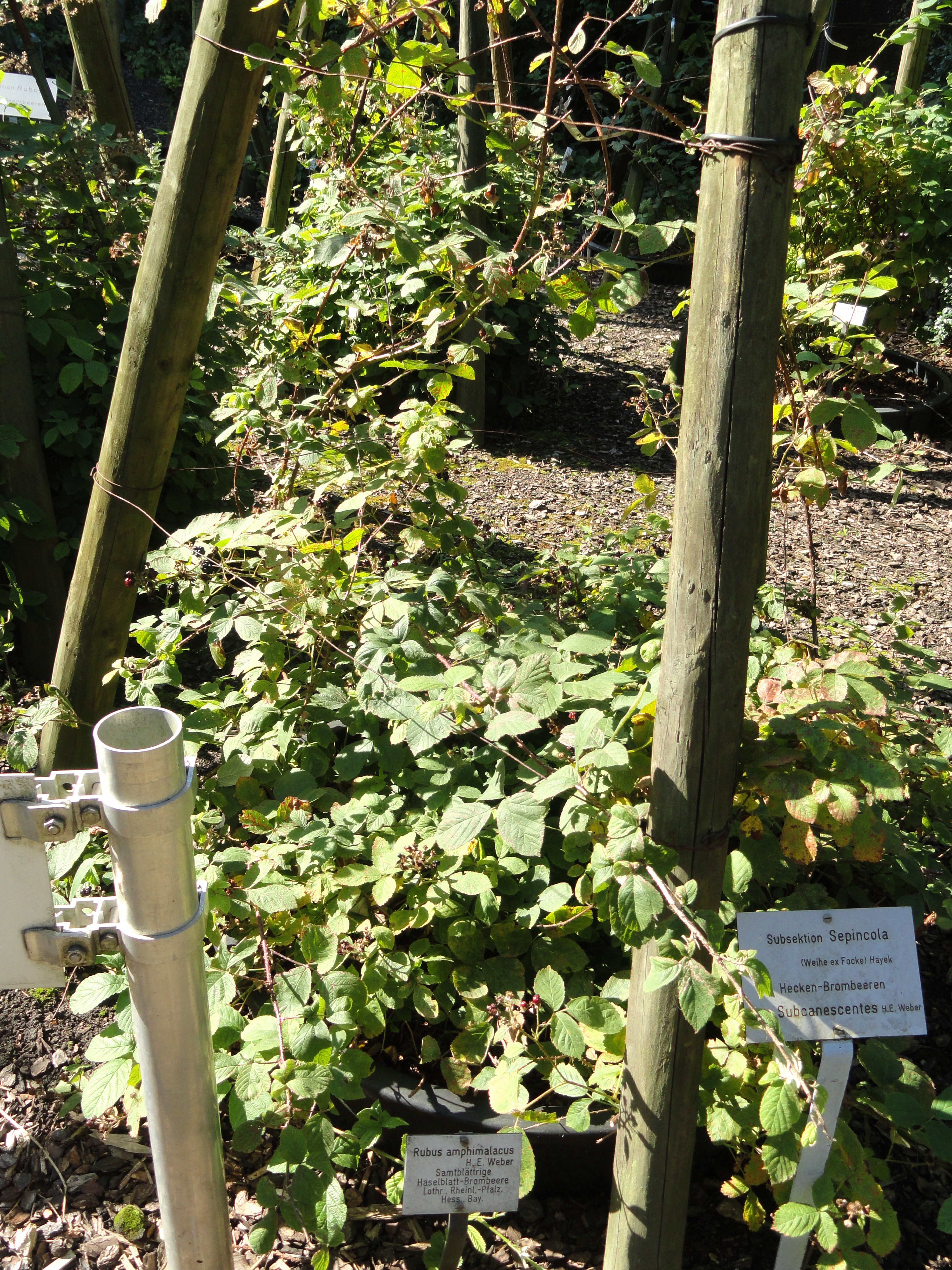 Botanischer Garten Frankfurt
 Payl Rubus amphimalacus Botanischer Garten Frankfurt am