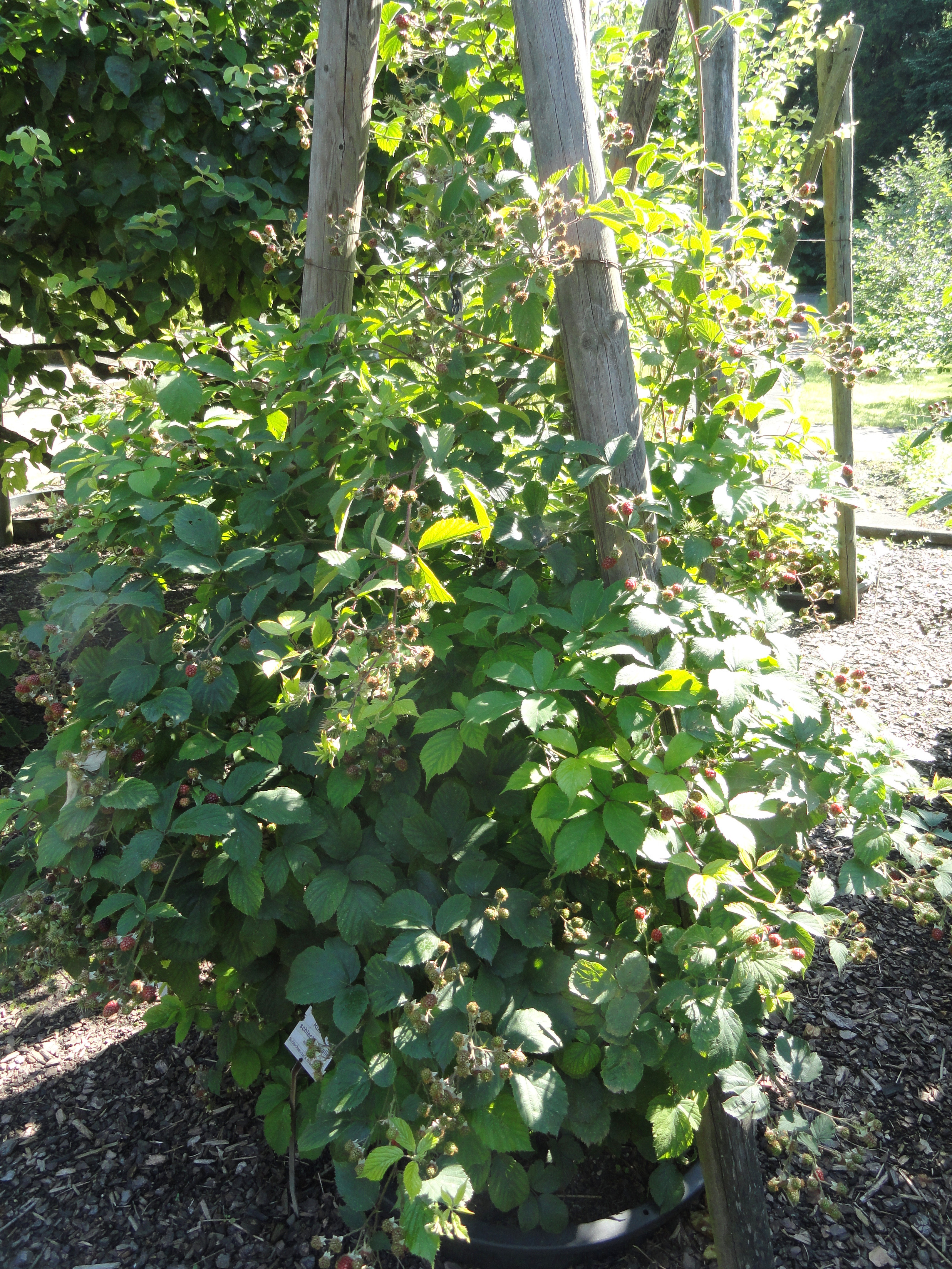 Botanischer Garten Frankfurt
 Paypay Rubus schlechtendalii Botanischer Garten