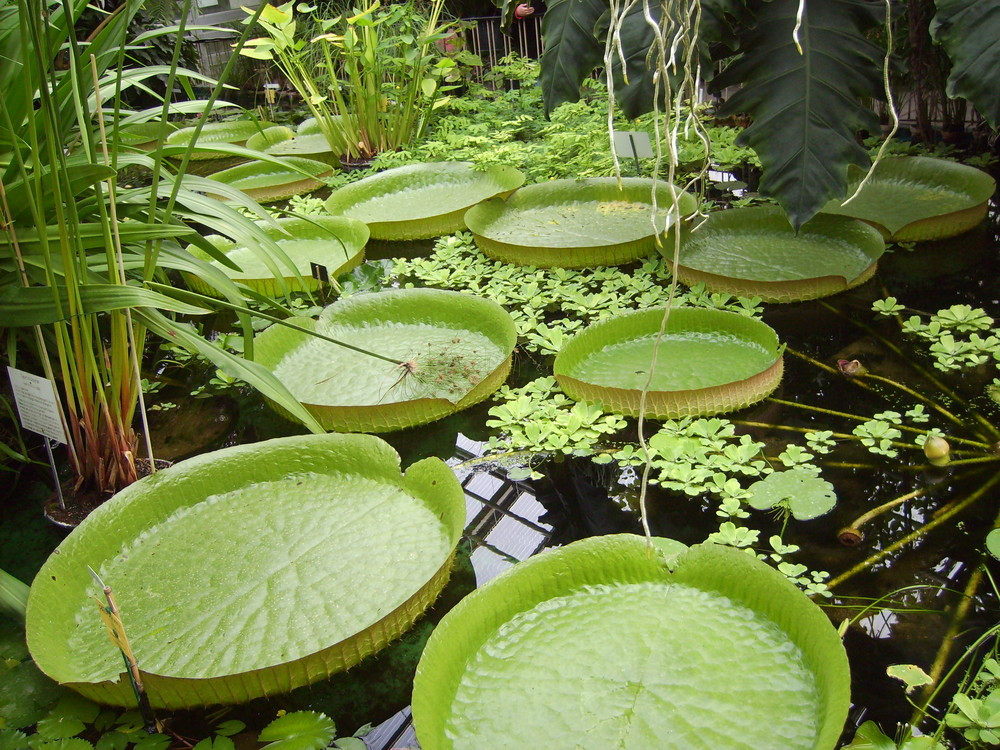 Botanischer Garten Jena
 Botanischer Garten Jena Foto & Bild