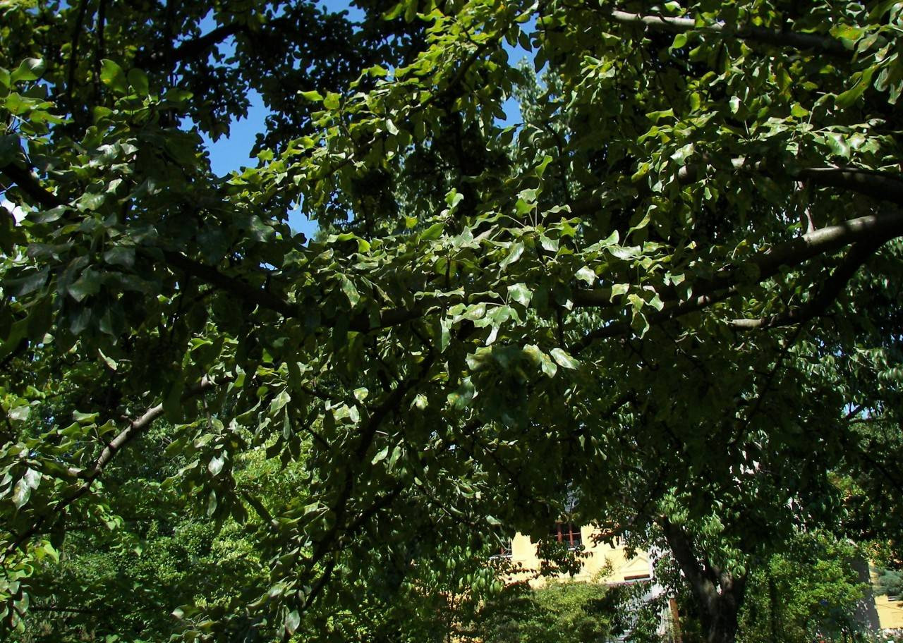 Botanischer Garten Jena
 Botanischer Garten Jena 20 Pyrus Salvifolia ein Birnan Hybrid