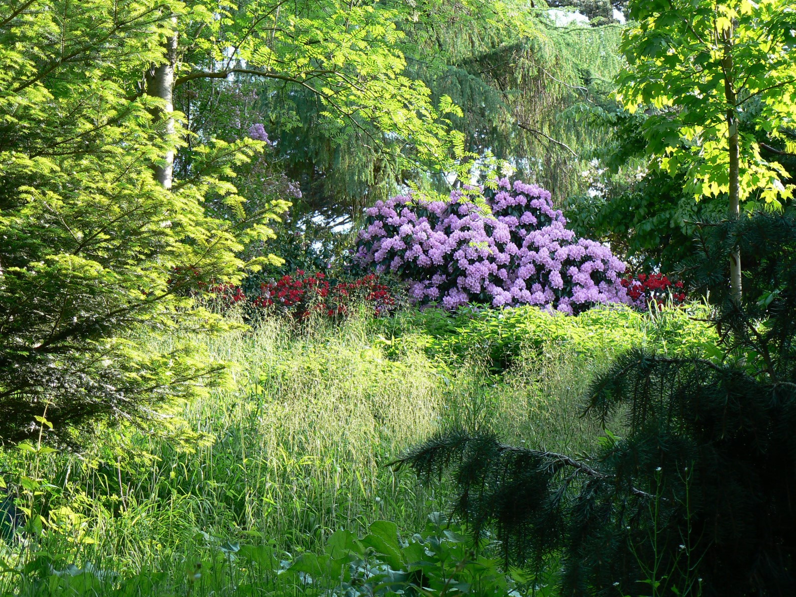 Botanischer Garten Kiel
 File Alter Botanischer Garten Kiel Rhododendron3