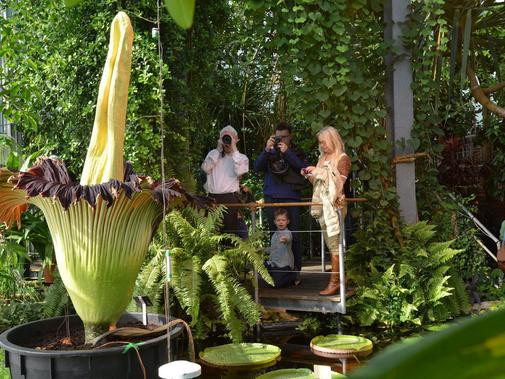 Botanischer Garten Kiel
 Botanischer Garten Größte Blume der Welt blüht in Kiel