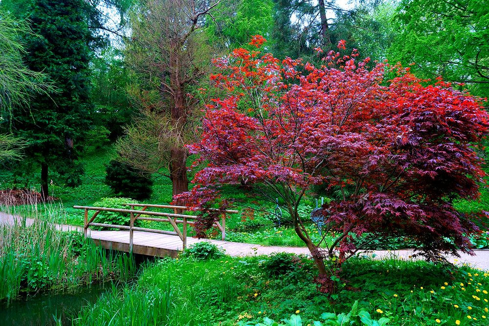 Botanischer Garten Kiel
 Alter Botanischer Garten Kiel Foto & Bild