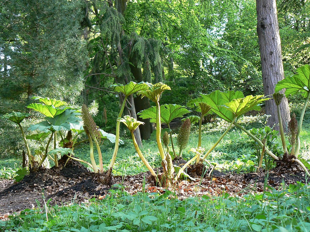 Botanischer Garten Kiel
 File Alter Botanischer Garten Kiel Gunnera Wikimedia