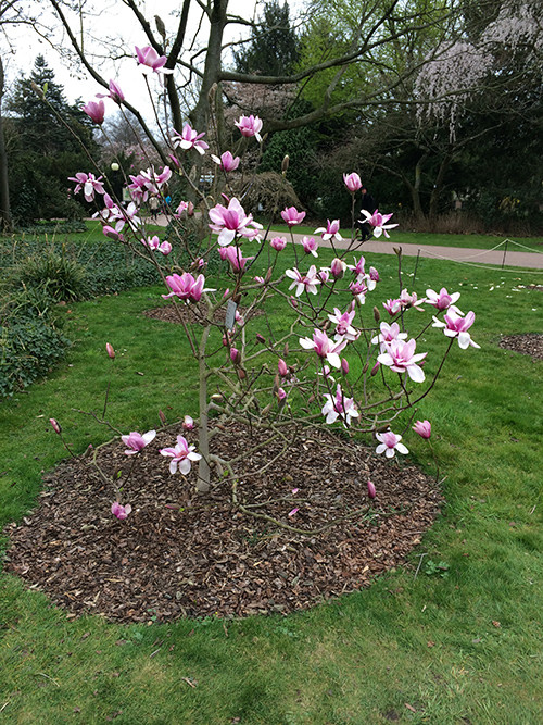 Botanischer Garten Köln
 Botanischer Garten Blog über Köln Nippes Veedel Nippes