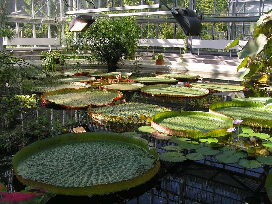 Botanischer Garten Leipzig
 Botanischer Garten Leipzig 1 Foto & Bild