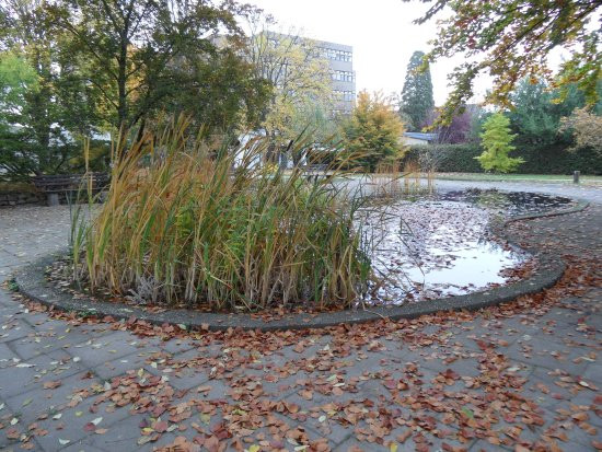 Botanischer Garten Mainz
 Botanischer Garten Mainz Astilben und Farne Bild von