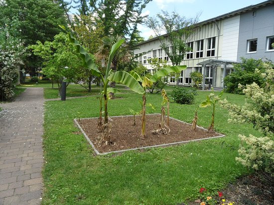 Botanischer Garten Mainz
 Botanischer Garten Mainz gelbe Kaktusblüten Picture of