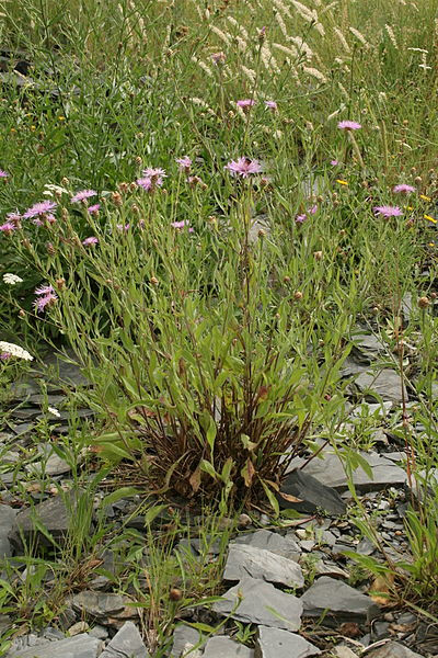 Botanischer Garten Mainz
 File Centaurea pannonica Botanischer Garten Mainz IMG