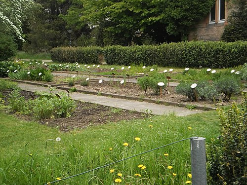 Botanischer Garten Marburg
 Alter Botanischer Garten Marburg Wikimedia mons