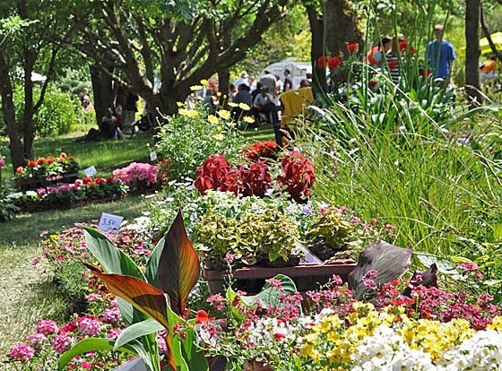 Botanischer Garten Marburg
 das Marburger line Magazin Farbenfrohe Herbststauden