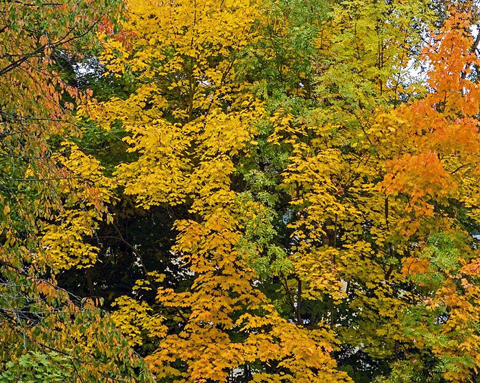 Botanischer Garten Marburg
 Freundeskreis Alter Botanischer Garten Marburg