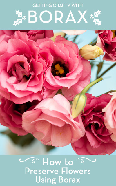 Brautstrauß Konservieren
 How to Preserve Flowers Using Borax