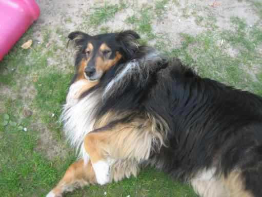 Collies Suchen Ein Zuhause
 regenbogenbruecke