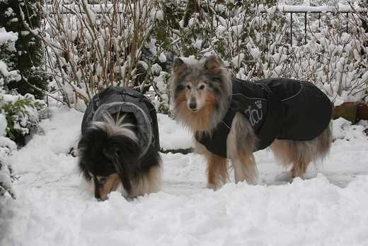 Collies Suchen Ein Zuhause
 altercollie