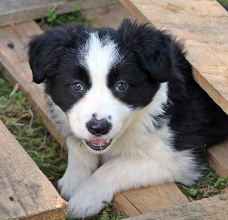 Collies Suchen Ein Zuhause
 2 Border Collie Welpen suchen noch ein neues Zuhause