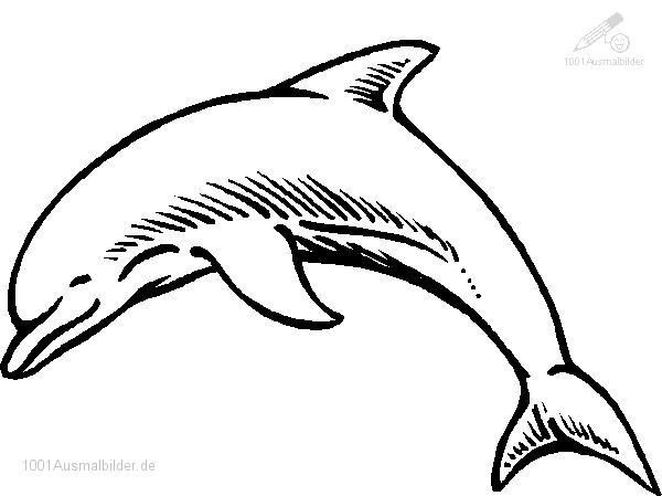 Delphin Ausmalbilder
 delphin malvorlage – Ausmalbilder für kinder