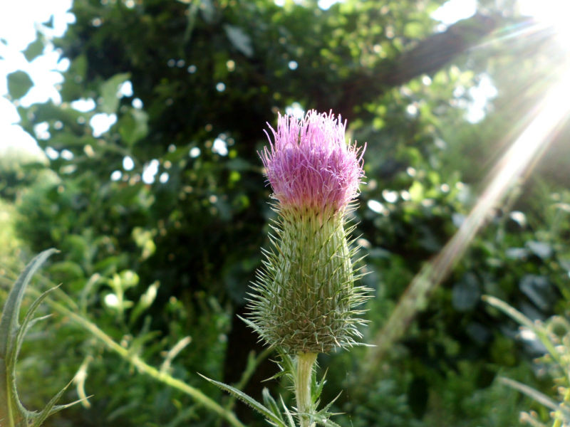 Disteln Im Garten
 Disteln richtig entfernen – So geht’s GartenBob der