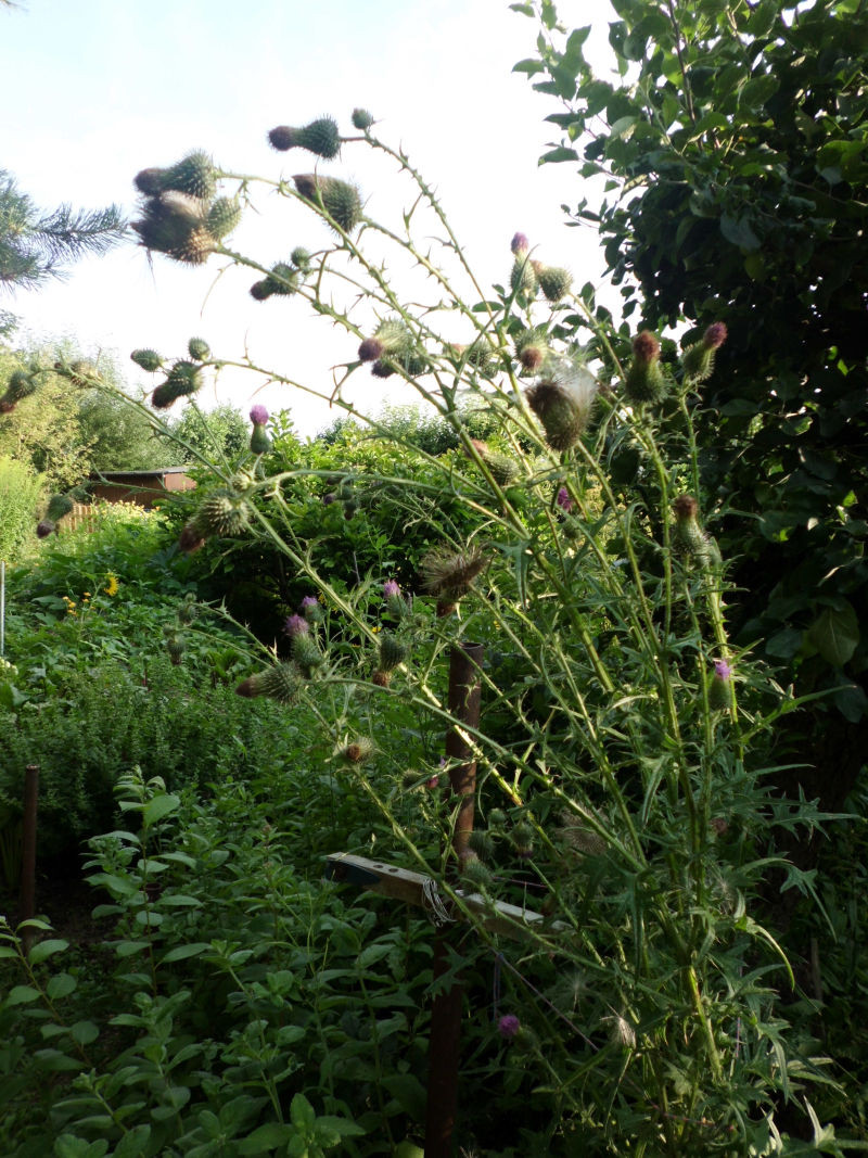 Disteln Im Garten
 Bilder von Disteln im Garten GartenBob der Gartenratgeber