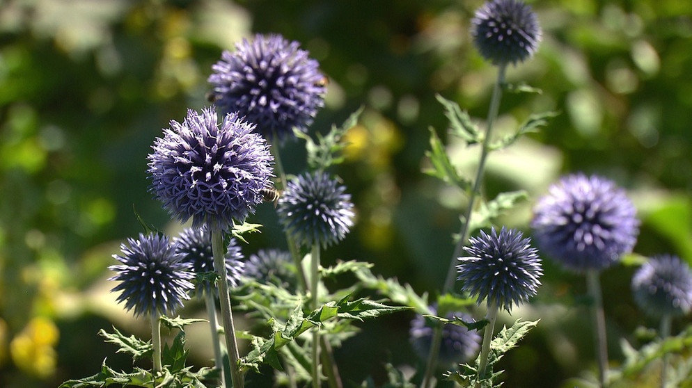 Disteln Im Garten
 Distel Geißel oder Gartenschönheit Querbeet