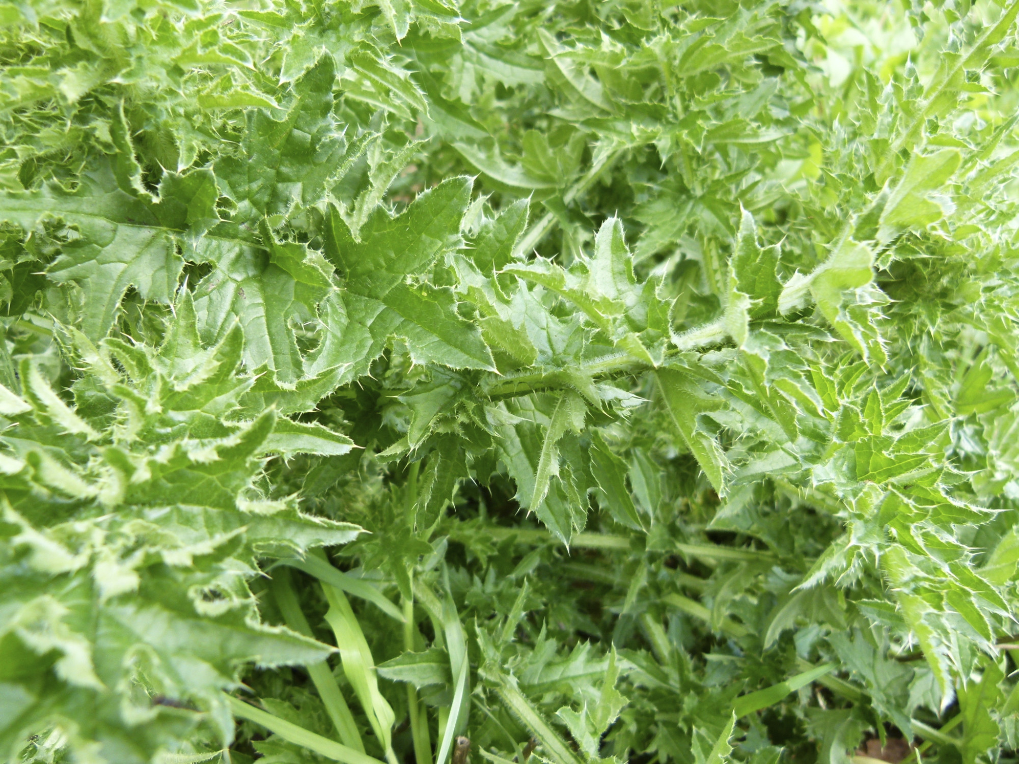 Disteln Im Garten
 Disteln bekämpfen So werden Sie das Unkraut im Garten los