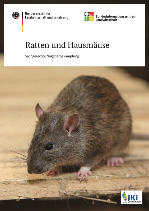Duschende Ratte
 Ratte Im Garten Frisch Ratten Und Hausmäuse Sachgerechte