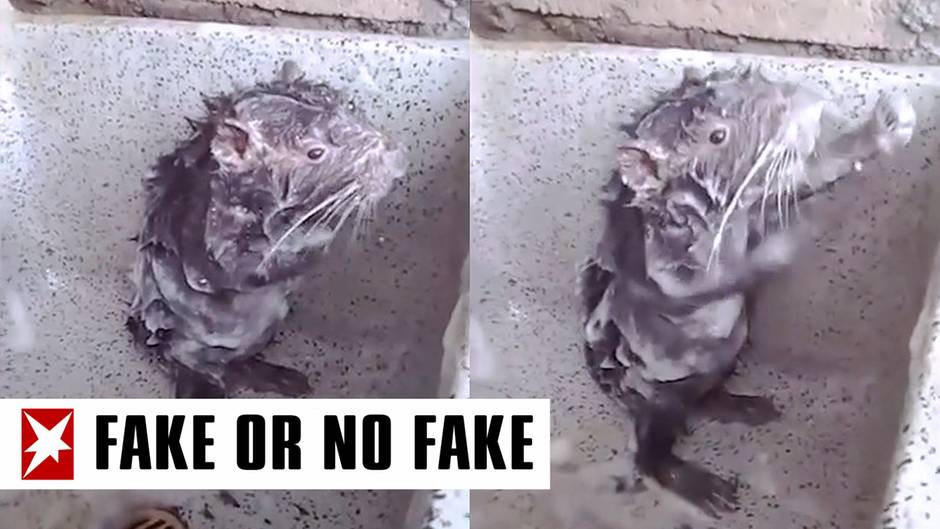 Duschende Ratte
 Duschende Ratte – Süßer Internet Hit oder traurige