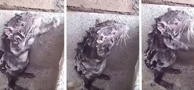 Duschende Ratte
 Duschende Ratte wird viraler Hit – doch das ist nicht so