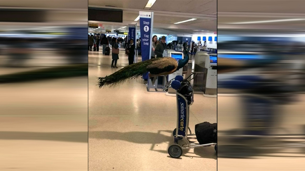 Duschende Ratte
 Video ging um Welt Die Wahrheit über „duschende