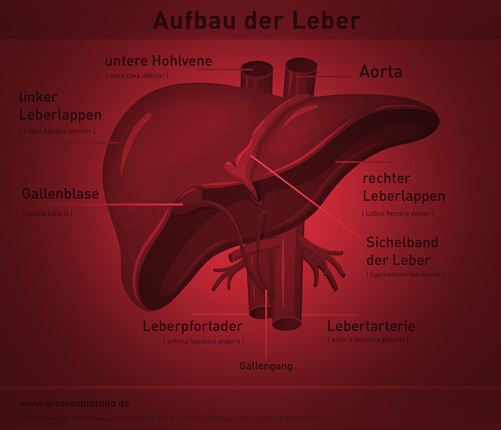 Entzündungswerte Im Blut Tabelle
 Leber Aufgaben und Funktionen des Organs einfach erklärt