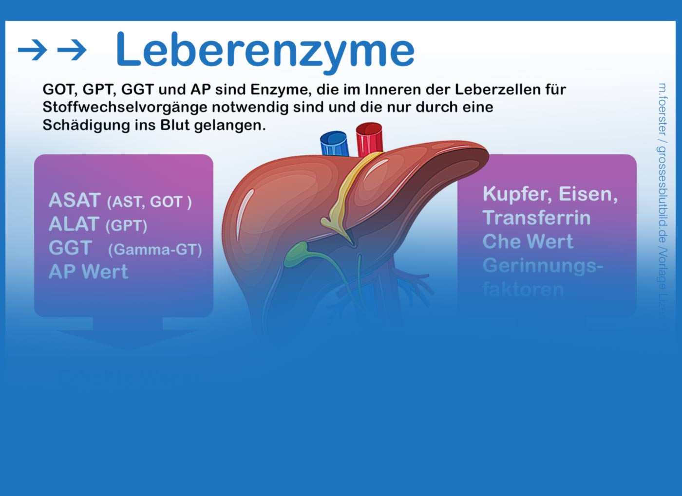 Entzündungswerte Im Blut Tabelle
 Die Leberwerte im Blutbild Dr Stephan erklärt