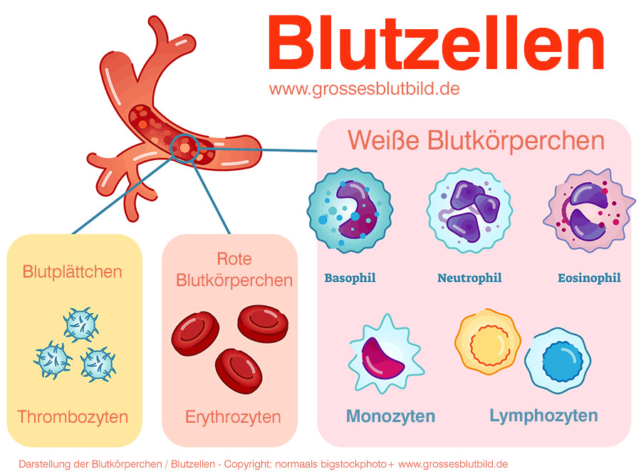 Entzündungswerte Im Blut Tabelle
 Retikulozyten erhöhte Werte niedrige Werte Symptome