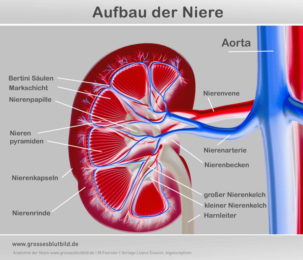 Entzündungswerte Im Blut Tabelle
 Niere Anatomie Aufbau Dr Stephan erklärt