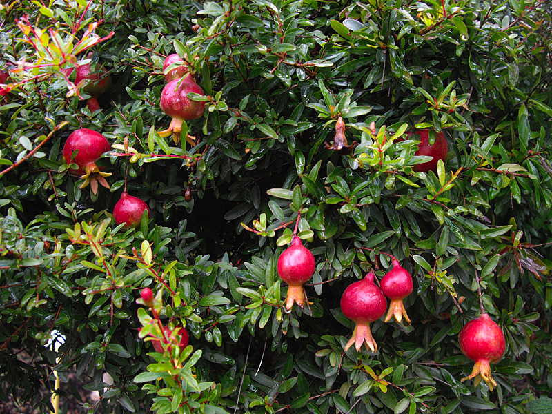 Exoten Und Garten
 Garten Wunderbar Exoten Und Garten Kaiserstuhl