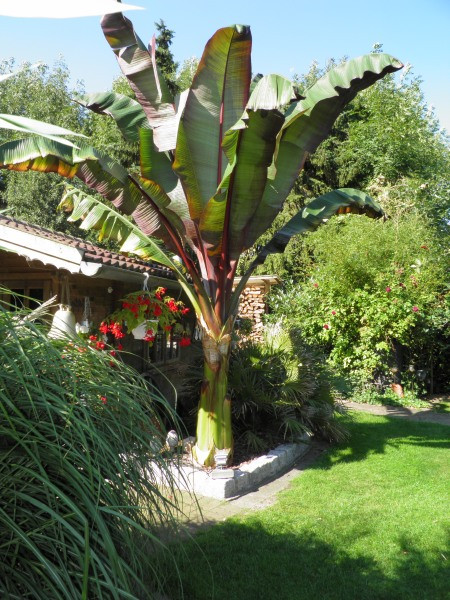 Exoten Und Garten
 Garten Wunderbar Exoten Und Garten Kaiserstuhl