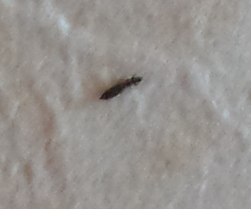 Flöhe Im Bett
 Kleine schwarze Käfer in meinem Bett Insekten