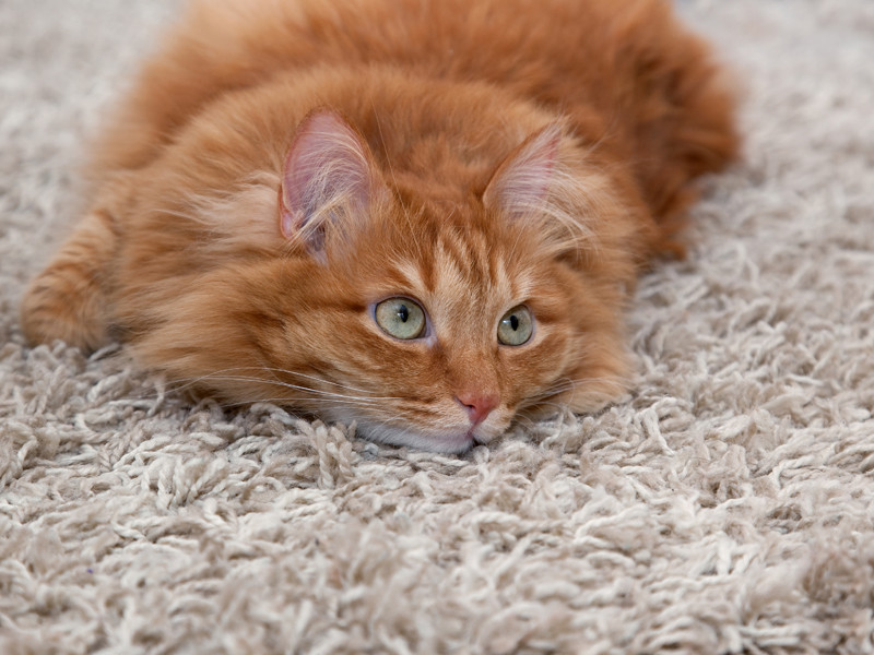 Flöhe In Der Wohnung
 Katzenflöhe in der Wohnung bekämpfen Tipps