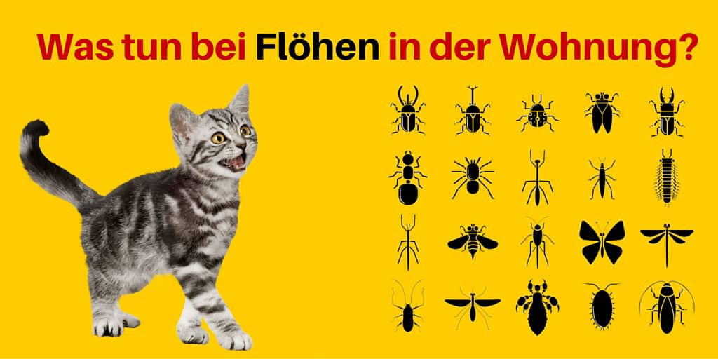 Flöhe In Der Wohnung
 Was tun bei Flöhen in der Wohnung – Haushalt Putzen